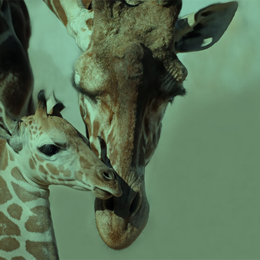 Denver Zoo Giraffes