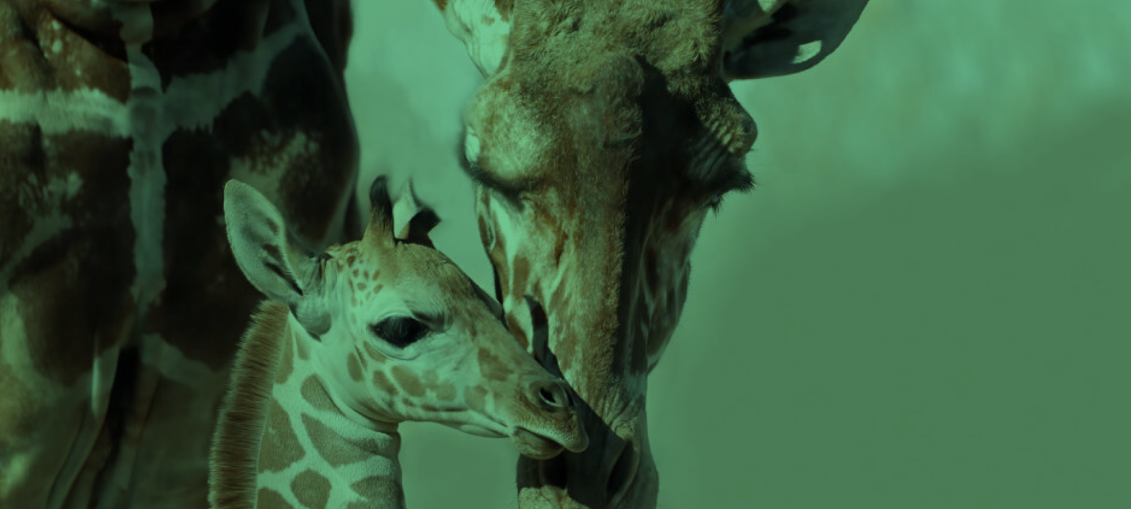 Denver Zoo Giraffes